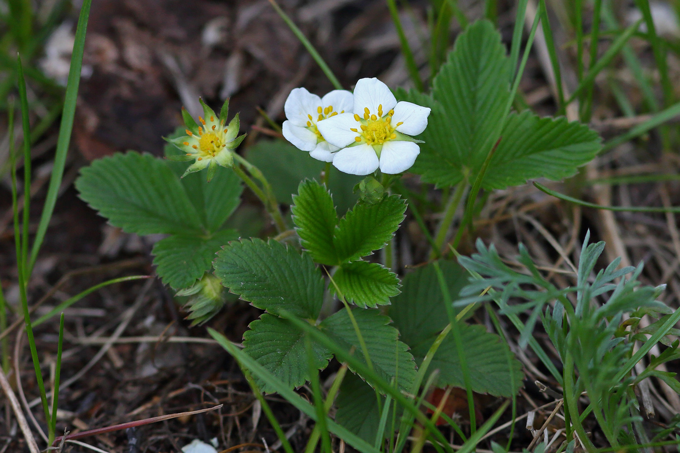 Image of Fragaria × ananassa specimen.