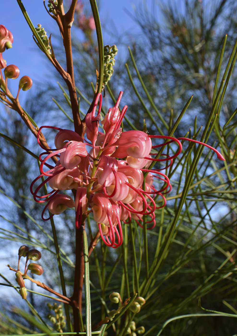 Изображение особи род Grevillea.