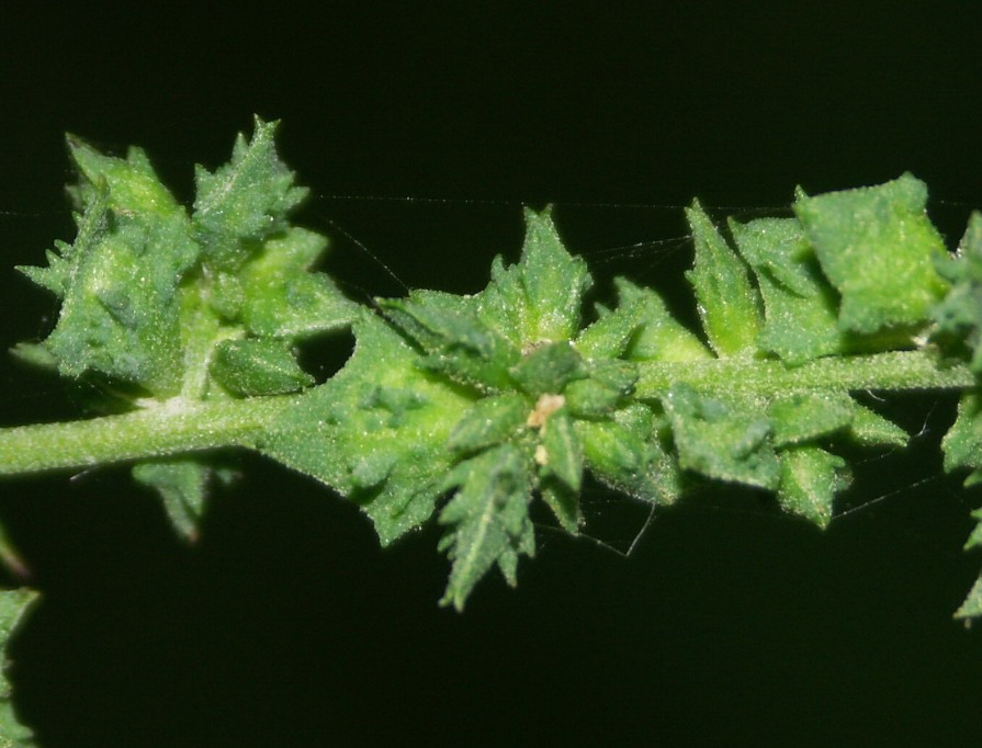 Image of Atriplex patula specimen.