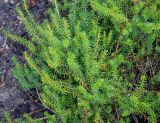 genus Erica