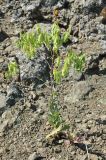 Isatis tinctoria