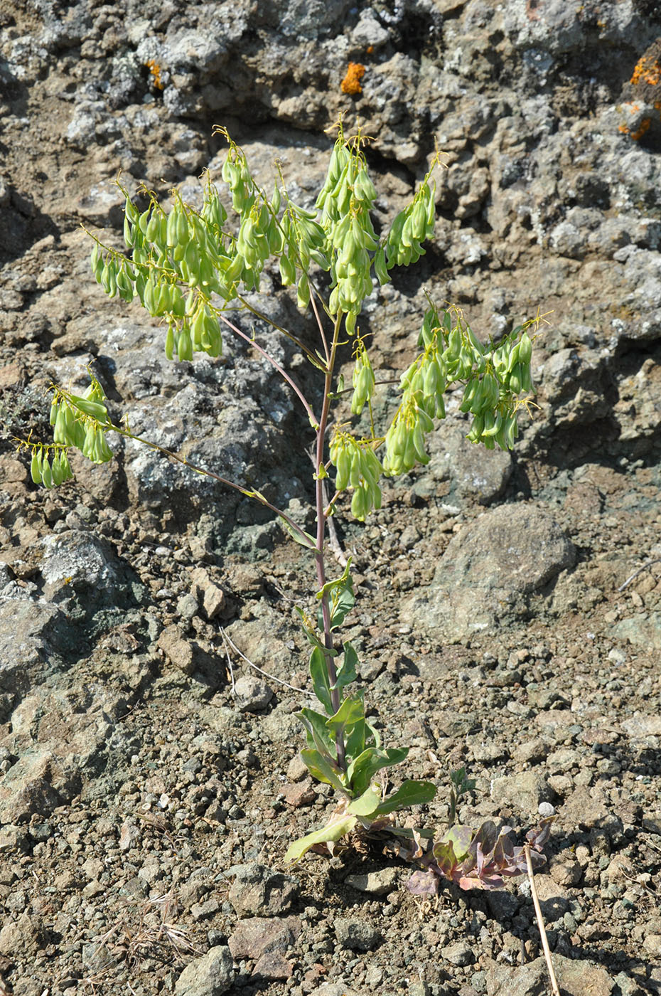 Image of Isatis tinctoria specimen.