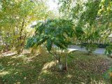 Rhus typhina