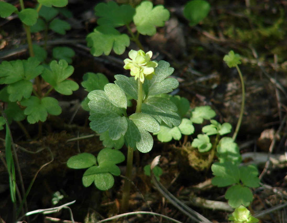 Image of Adoxa moschatellina specimen.