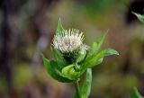 Cirsium oleraceum. Верхушка побега с соцветием. Московская обл., гор. округ Солнечногорск, долина р. Горетовка, берег реки. 25.10.2020.
