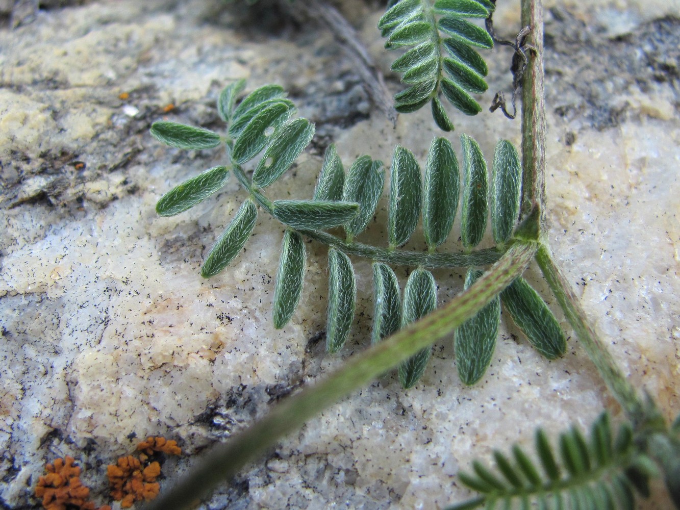Изображение особи Astragalus captiosus.