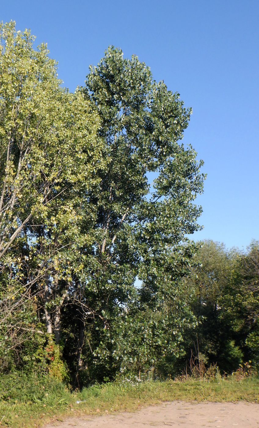 Изображение особи Populus &times; canadensis.