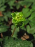 Adoxa moschatellina. Верхушечный цветок соцветия. Нидерланды, провинция Drenthe, окр. г. Roden, широколиственный лес Elzenbroek. 2 апреля 2011 г.