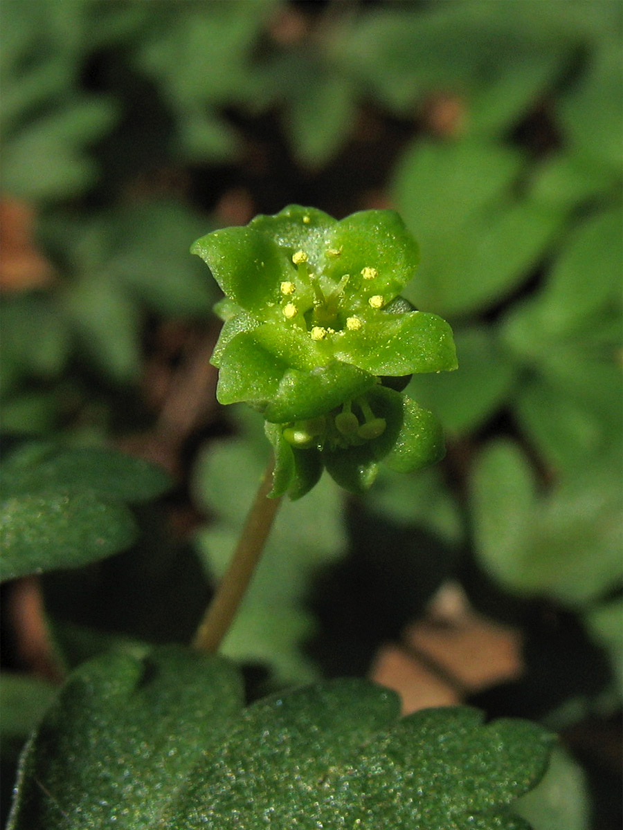 Image of Adoxa moschatellina specimen.