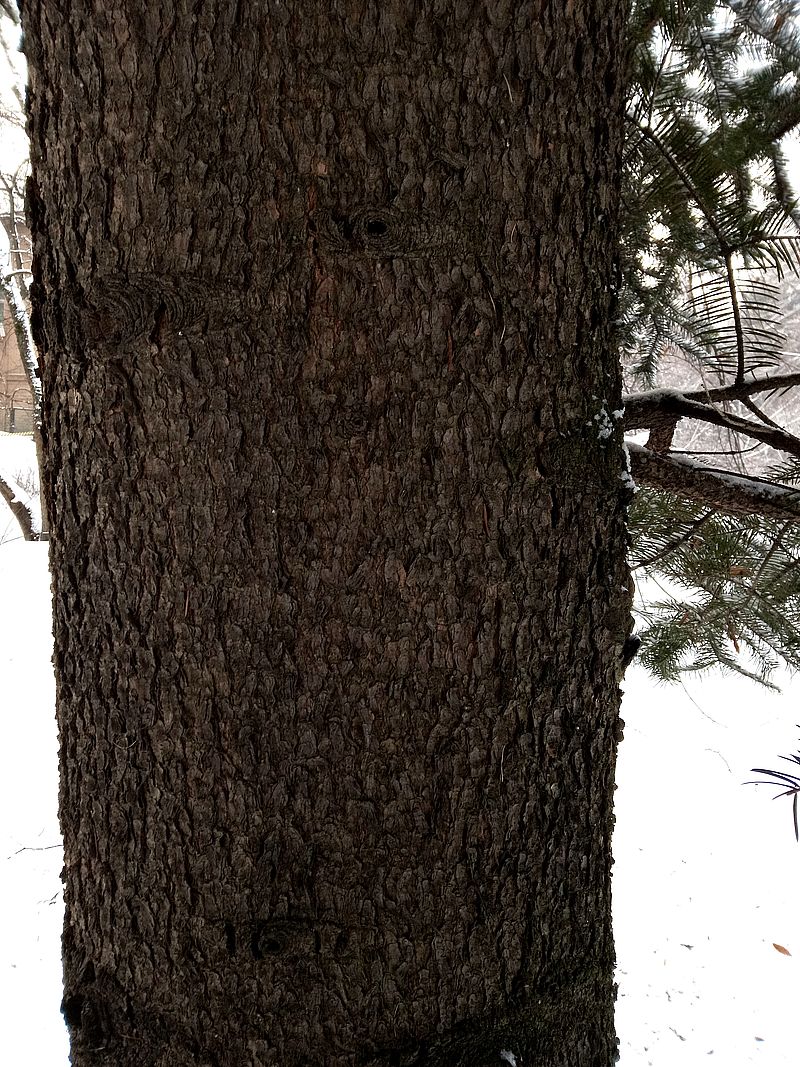 Image of Abies holophylla specimen.