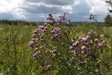 Cirsium setosum. Верхушка цветущего растения. Тульская обл., окр. пос. Дубна, заросшее поле дома-интерната. 13.07.2015.