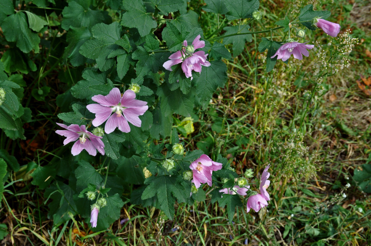 Image of Malva thuringiaca specimen.