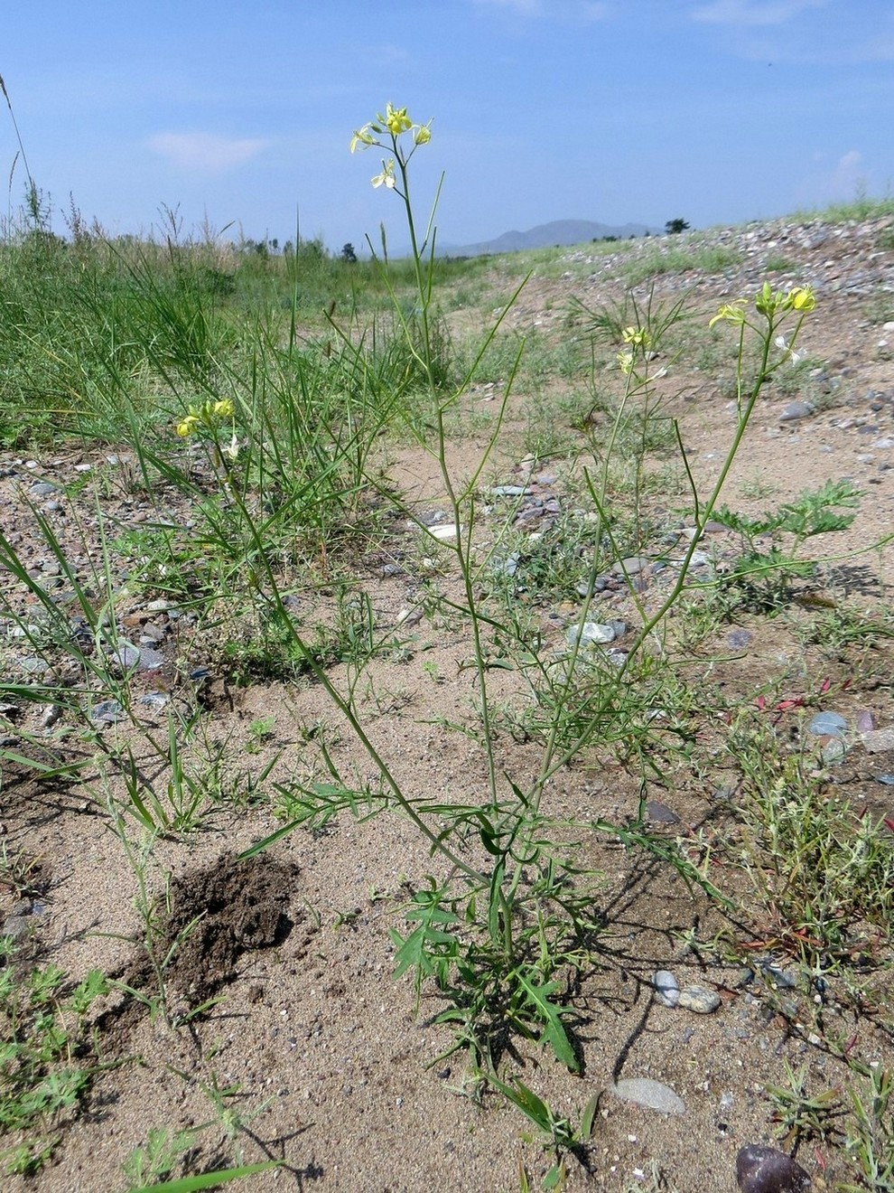 Image of Sisymbrium altissimum specimen.