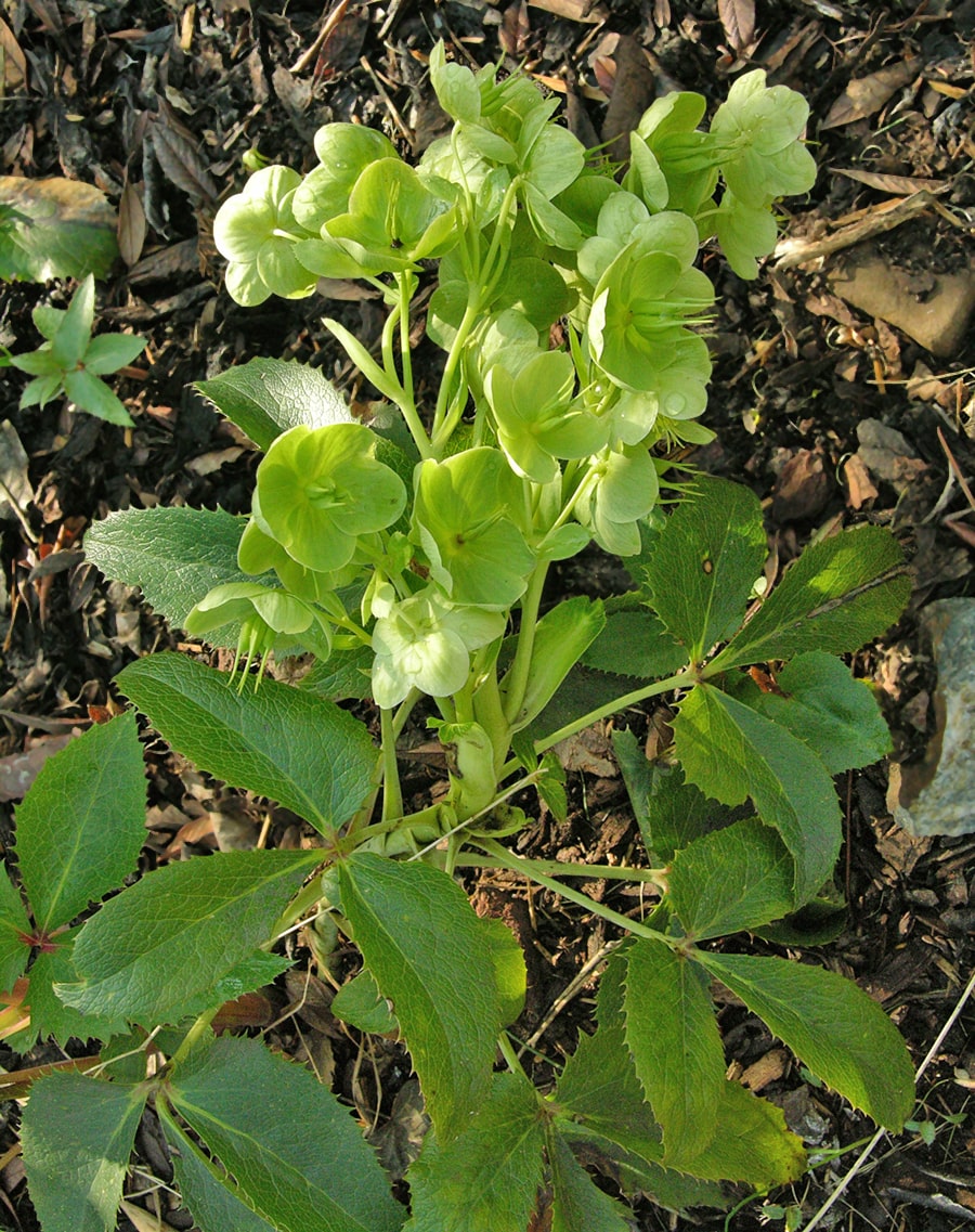 Image of Helleborus argutifolius specimen.