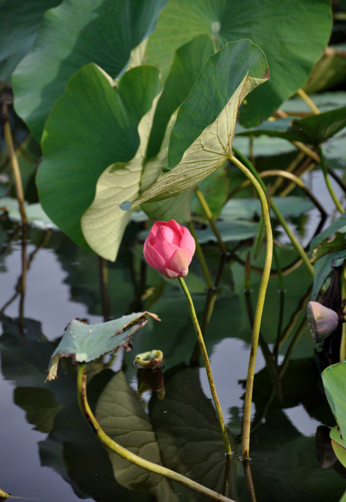 Изображение особи Nelumbo caspica.