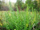 Salix × livescens