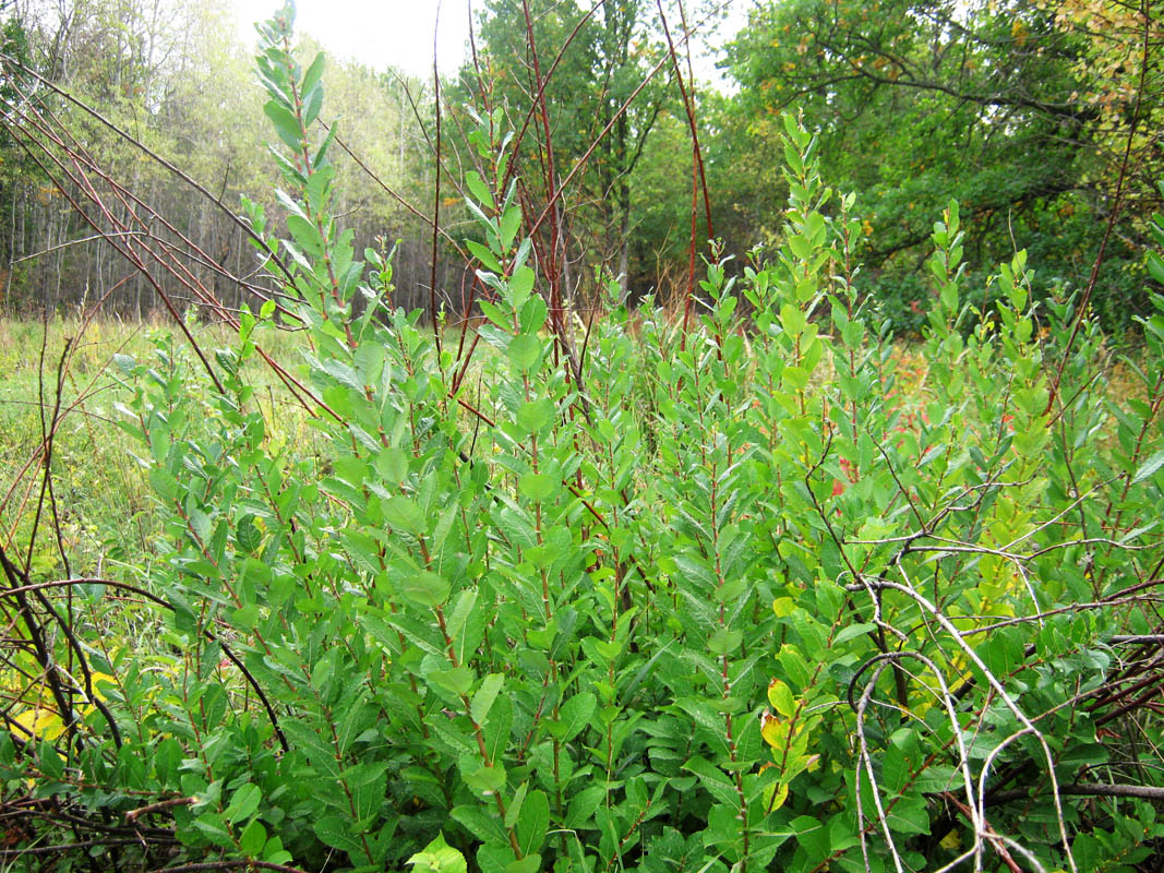 Image of Salix &times; livescens specimen.