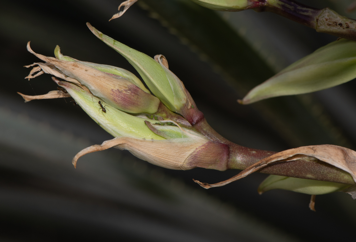 Image of Yucca elata specimen.