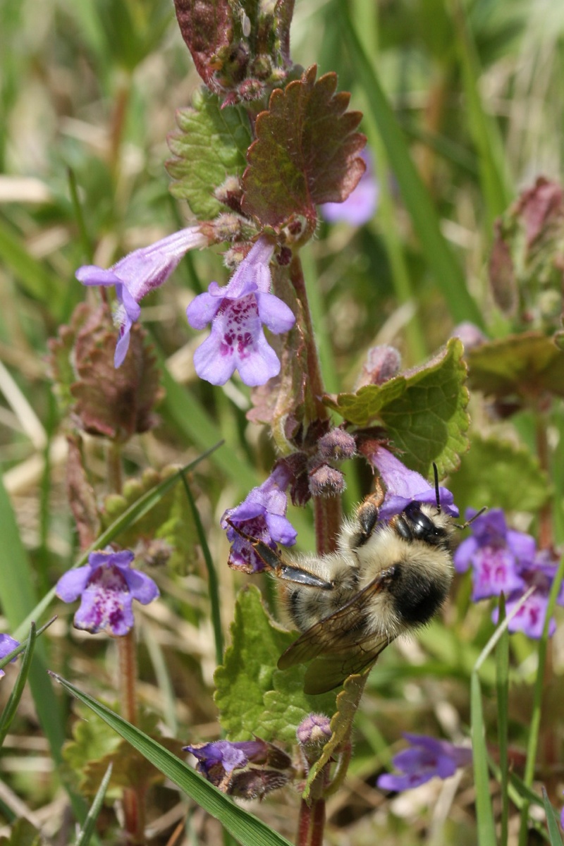 Image of Glechoma hederacea specimen.