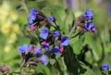 Pulmonaria mollis