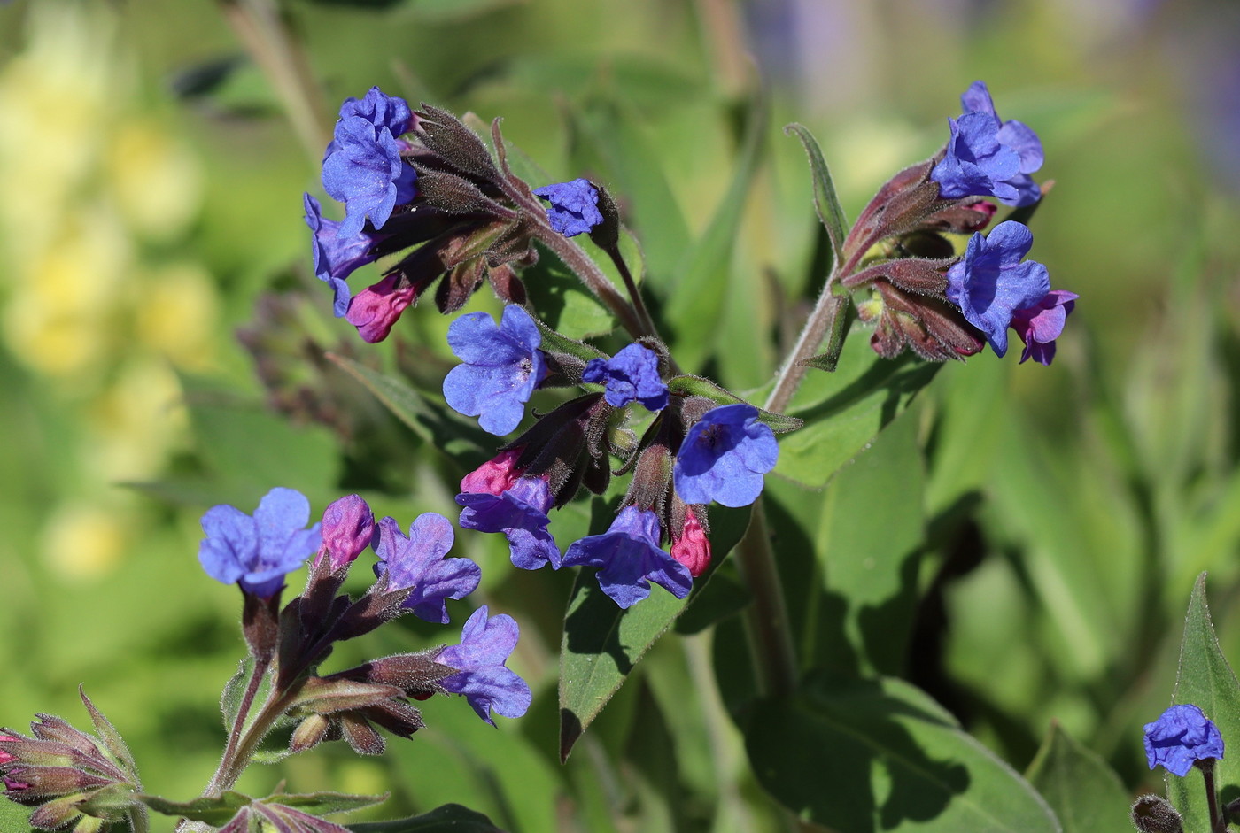 Image of Pulmonaria mollis specimen.