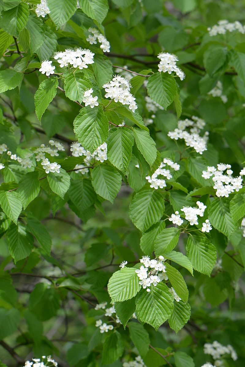 Image of Sorbus alnifolia specimen.