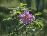 Rosa cinnamomea