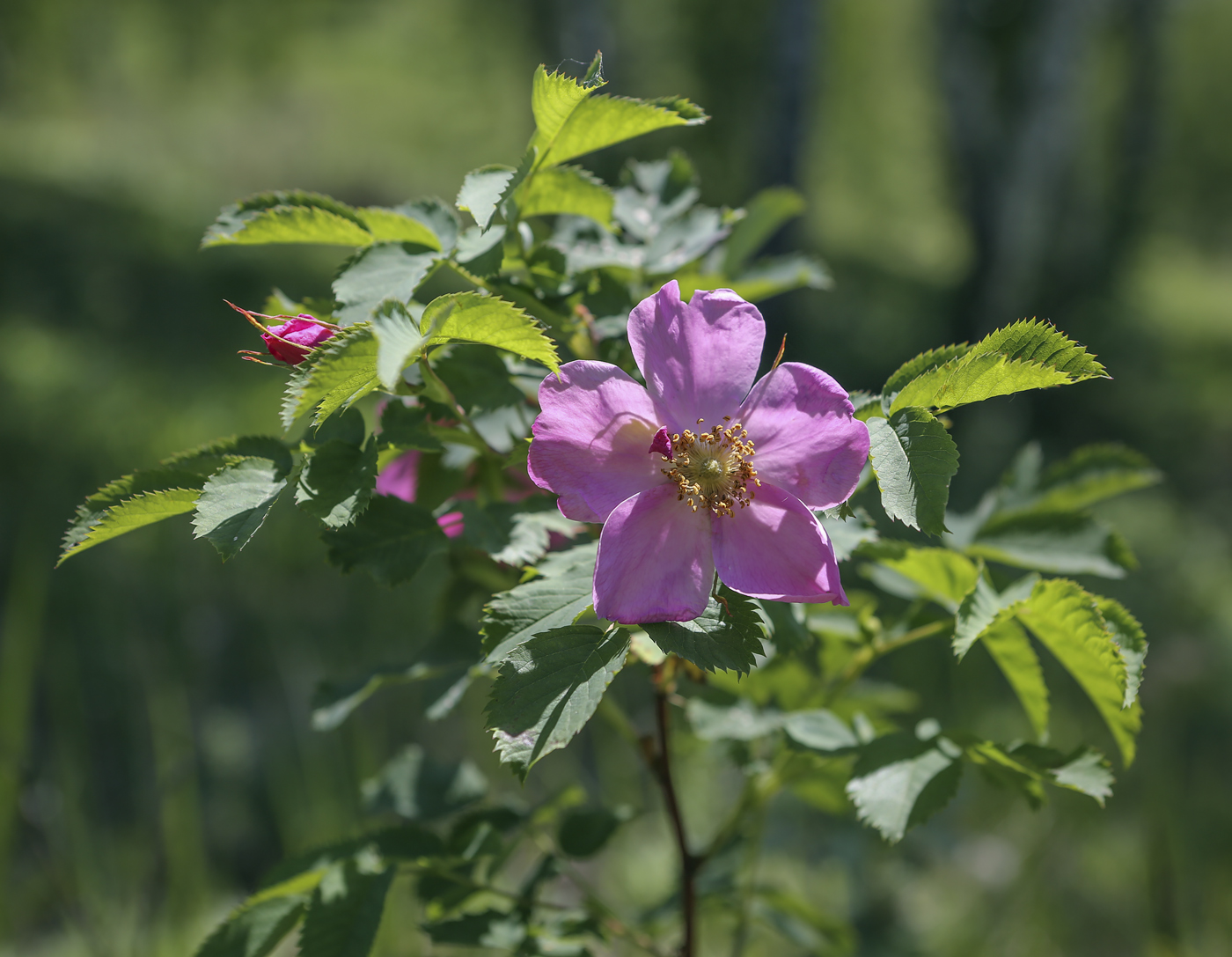 Image of Rosa cinnamomea specimen.