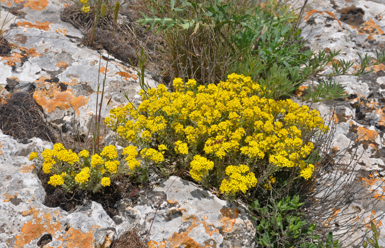 Image of Odontarrhena tortuosa specimen.