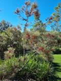 Allocasuarina emuina. Цветущее растение с остатками прошлогодних плодов. Австралия, г. Брисбен, ботанический сад. 27.06.2021.
