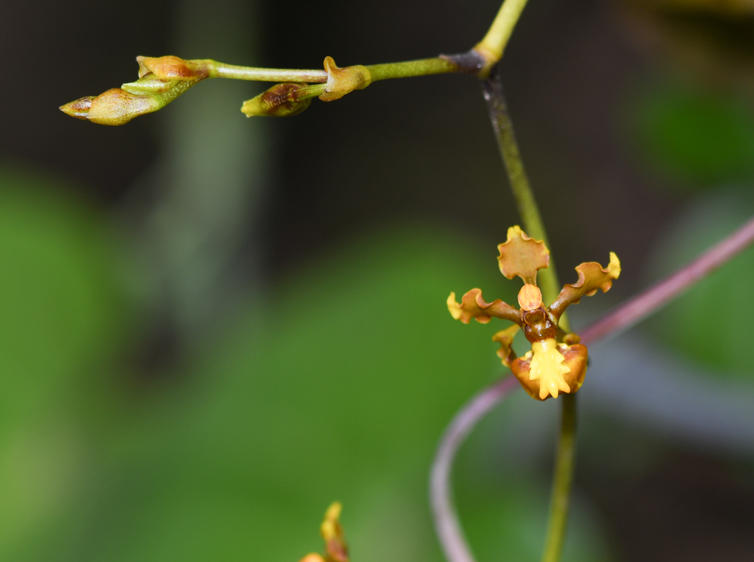 Image of Cyrtochilum cimiciferum specimen.