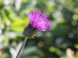 Cirsium heterophyllum