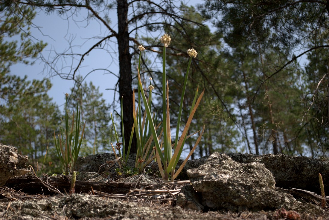 Изображение особи Allium altaicum.