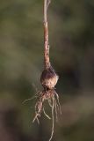 Allium paczoskianum