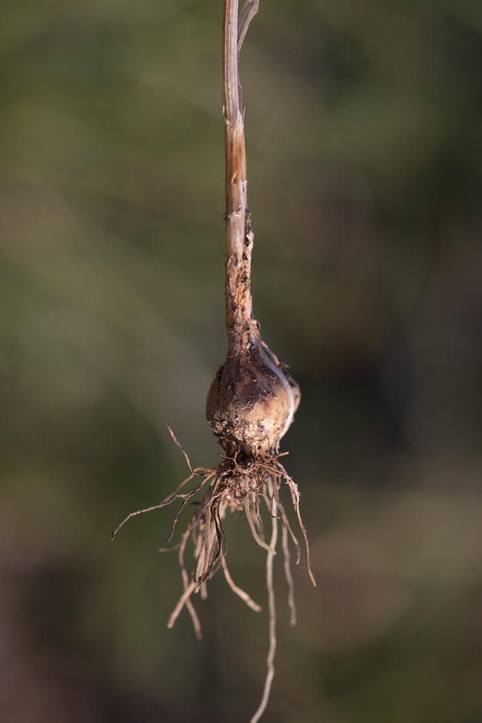 Изображение особи Allium paczoskianum.