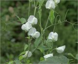 Lathyrus odoratus