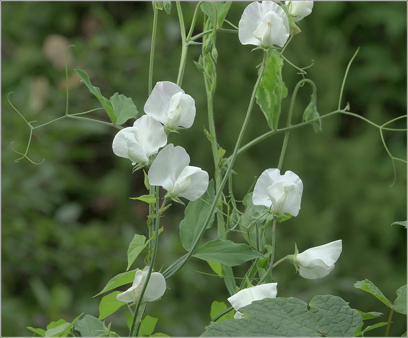 Изображение особи Lathyrus odoratus.