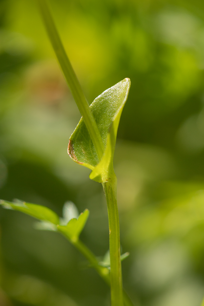 Image of Parnassia palustris specimen.