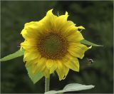 Helianthus annuus