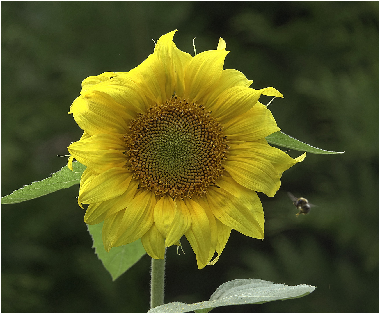 Image of Helianthus annuus specimen.