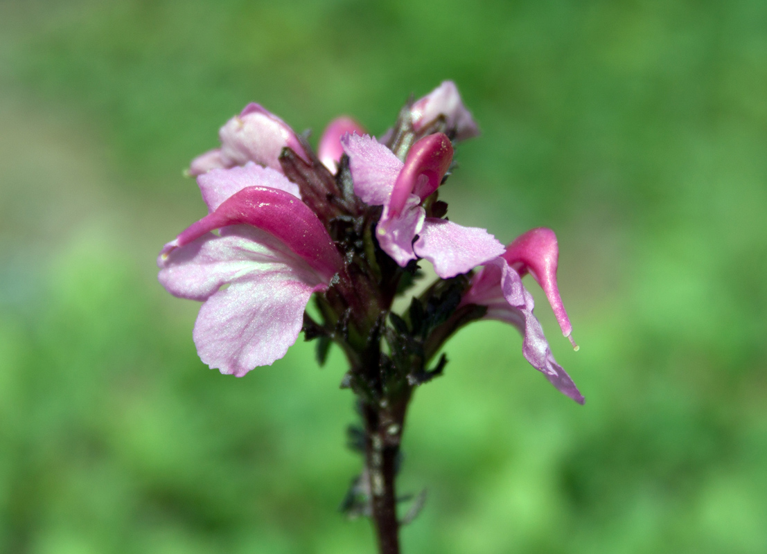 Изображение особи Pedicularis nordmanniana.