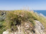 Ephedra distachya