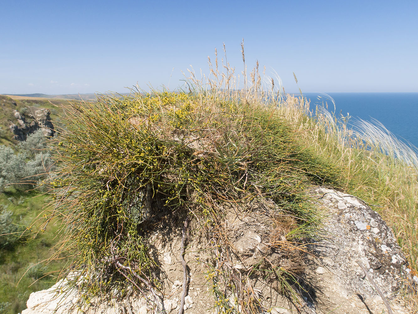 Image of Ephedra distachya specimen.