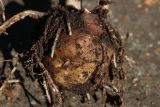 Amorphophallus konjac