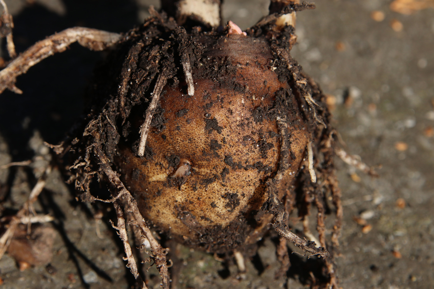 Изображение особи Amorphophallus konjac.