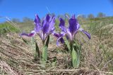 Iris pumila. Цветущее растение. Белгородская обл., Ровеньский р-н, окр. с. Нагольное, разнотравно-злаковая степь. 02.05.2018.