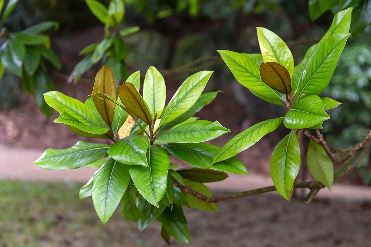 Изображение особи Magnolia grandiflora.