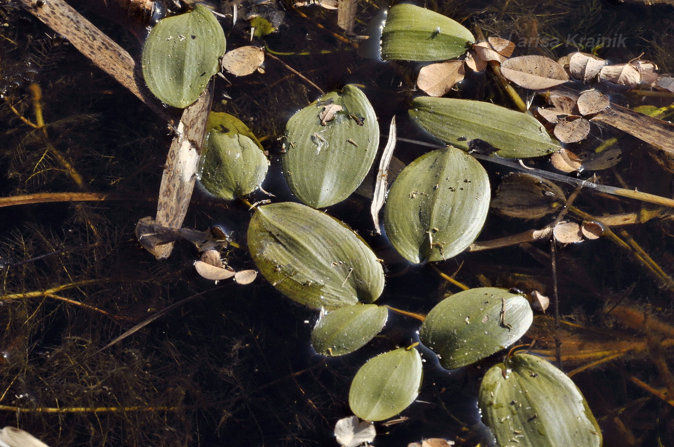 Image of Potamogeton natans specimen.