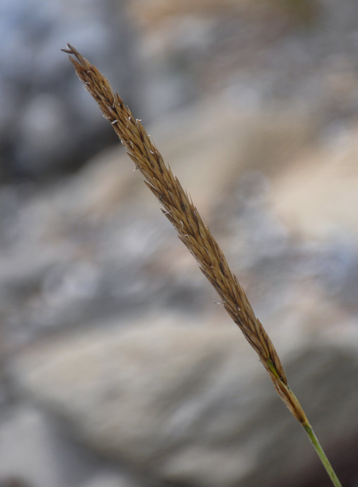 Image of Leymus mollis specimen.