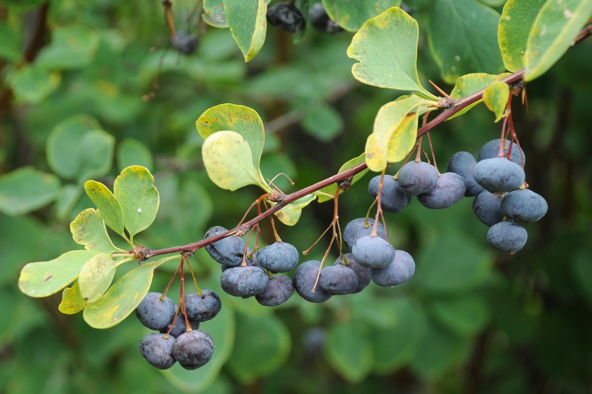 Image of Berberis sphaerocarpa specimen.